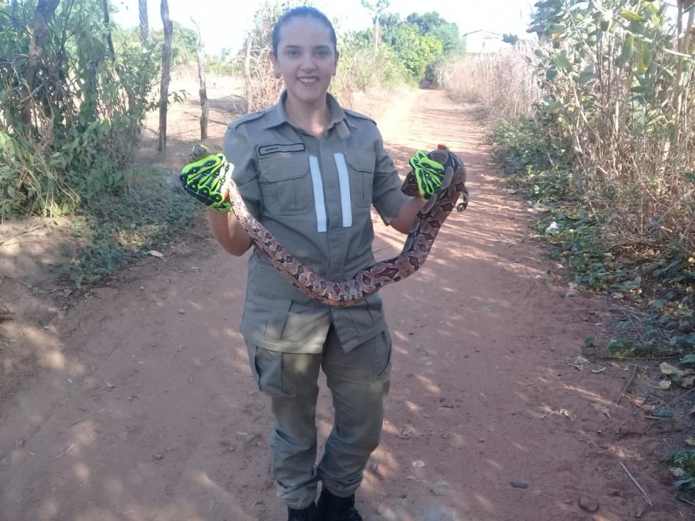 Corpo de Bombeiros de Picos capturam cobra próximo à estabelecimento comercial